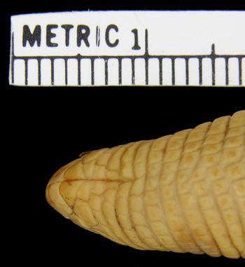 Media type: image; Herpetology R-36945